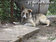 [P35] Labuta, cainele care nu stie sa mearga.
Sare precum iedul! » foto by bog68
 - 
<span class="allrVoted glyphicon glyphicon-heart hidden" id="av300442"></span>
<a class="m-l-10 hidden" id="sv300442" onclick="voting_Foto_DelVot(,300442,8128)" role="button">șterge vot <span class="glyphicon glyphicon-remove"></span></a>
<a id="v9300442" class=" c-red"  onclick="voting_Foto_SetVot(300442)" role="button"><span class="glyphicon glyphicon-heart-empty"></span> <b>LIKE</b> = Votează poza</a> <img class="hidden"  id="f300442W9" src="/imagini/loader.gif" border="0" /><span class="AjErrMes hidden" id="e300442ErM"></span>