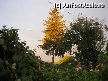 [P44] Apus de soare mangaind trei brazi asezati intr-o alinire perfecta » foto by bog68
 - 
<span class="allrVoted glyphicon glyphicon-heart hidden" id="av300469"></span>
<a class="m-l-10 hidden" id="sv300469" onclick="voting_Foto_DelVot(,300469,8128)" role="button">șterge vot <span class="glyphicon glyphicon-remove"></span></a>
<a id="v9300469" class=" c-red"  onclick="voting_Foto_SetVot(300469)" role="button"><span class="glyphicon glyphicon-heart-empty"></span> <b>LIKE</b> = Votează poza</a> <img class="hidden"  id="f300469W9" src="/imagini/loader.gif" border="0" /><span class="AjErrMes hidden" id="e300469ErM"></span>