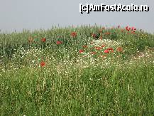 [P05] Spre satul unde-mi sunt cei dragi
Un simplu deal acoperit cu maci » foto by bog68
 - 
<span class="allrVoted glyphicon glyphicon-heart hidden" id="av300306"></span>
<a class="m-l-10 hidden" id="sv300306" onclick="voting_Foto_DelVot(,300306,8128)" role="button">șterge vot <span class="glyphicon glyphicon-remove"></span></a>
<a id="v9300306" class=" c-red"  onclick="voting_Foto_SetVot(300306)" role="button"><span class="glyphicon glyphicon-heart-empty"></span> <b>LIKE</b> = Votează poza</a> <img class="hidden"  id="f300306W9" src="/imagini/loader.gif" border="0" /><span class="AjErrMes hidden" id="e300306ErM"></span>