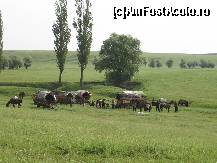 [P06] Costorari veniti din Caracal » foto by bog68
 - 
<span class="allrVoted glyphicon glyphicon-heart hidden" id="av300310"></span>
<a class="m-l-10 hidden" id="sv300310" onclick="voting_Foto_DelVot(,300310,8128)" role="button">șterge vot <span class="glyphicon glyphicon-remove"></span></a>
<a id="v9300310" class=" c-red"  onclick="voting_Foto_SetVot(300310)" role="button"><span class="glyphicon glyphicon-heart-empty"></span> <b>LIKE</b> = Votează poza</a> <img class="hidden"  id="f300310W9" src="/imagini/loader.gif" border="0" /><span class="AjErrMes hidden" id="e300310ErM"></span>