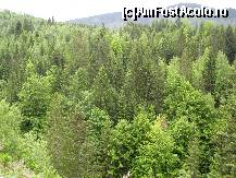 [P02] Verde crud, verde domnesc
Într-altă țară nu-l găsesc. » foto by bog68
 - 
<span class="allrVoted glyphicon glyphicon-heart hidden" id="av325881"></span>
<a class="m-l-10 hidden" id="sv325881" onclick="voting_Foto_DelVot(,325881,8128)" role="button">șterge vot <span class="glyphicon glyphicon-remove"></span></a>
<a id="v9325881" class=" c-red"  onclick="voting_Foto_SetVot(325881)" role="button"><span class="glyphicon glyphicon-heart-empty"></span> <b>LIKE</b> = Votează poza</a> <img class="hidden"  id="f325881W9" src="/imagini/loader.gif" border="0" /><span class="AjErrMes hidden" id="e325881ErM"></span>
