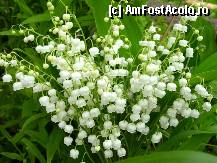 [P01] Pentru fiecare dintre voi, un buchet minunat de lacramioare, florile mele preferate :) » foto by MCM
 - 
<span class="allrVoted glyphicon glyphicon-heart hidden" id="av321314"></span>
<a class="m-l-10 hidden" id="sv321314" onclick="voting_Foto_DelVot(,321314,8128)" role="button">șterge vot <span class="glyphicon glyphicon-remove"></span></a>
<a id="v9321314" class=" c-red"  onclick="voting_Foto_SetVot(321314)" role="button"><span class="glyphicon glyphicon-heart-empty"></span> <b>LIKE</b> = Votează poza</a> <img class="hidden"  id="f321314W9" src="/imagini/loader.gif" border="0" /><span class="AjErrMes hidden" id="e321314ErM"></span>