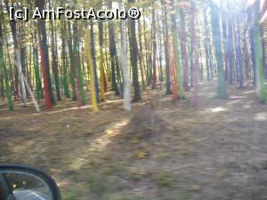 [P15] Copaci pictați. N-am reușit să aflu autorii, dar ideea mi-a plăcut!  » foto by Zoazore
 - 
<span class="allrVoted glyphicon glyphicon-heart hidden" id="av913279"></span>
<a class="m-l-10 hidden" id="sv913279" onclick="voting_Foto_DelVot(,913279,8128)" role="button">șterge vot <span class="glyphicon glyphicon-remove"></span></a>
<a id="v9913279" class=" c-red"  onclick="voting_Foto_SetVot(913279)" role="button"><span class="glyphicon glyphicon-heart-empty"></span> <b>LIKE</b> = Votează poza</a> <img class="hidden"  id="f913279W9" src="/imagini/loader.gif" border="0" /><span class="AjErrMes hidden" id="e913279ErM"></span>