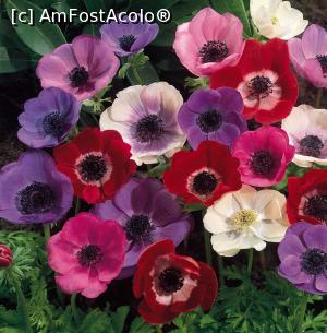 [P01] Anemone » foto by mishu
 - 
<span class="allrVoted glyphicon glyphicon-heart hidden" id="av845052"></span>
<a class="m-l-10 hidden" id="sv845052" onclick="voting_Foto_DelVot(,845052,8128)" role="button">șterge vot <span class="glyphicon glyphicon-remove"></span></a>
<a id="v9845052" class=" c-red"  onclick="voting_Foto_SetVot(845052)" role="button"><span class="glyphicon glyphicon-heart-empty"></span> <b>LIKE</b> = Votează poza</a> <img class="hidden"  id="f845052W9" src="/imagini/loader.gif" border="0" /><span class="AjErrMes hidden" id="e845052ErM"></span>