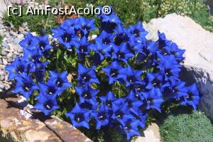 [P10] Gentiana » foto by mishu <span class="label label-default labelC_thin small">NEVOTABILĂ</span>