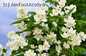 [P11] Iasomie » foto by mishu <span class="label label-default labelC_thin small">NEVOTABILĂ</span>