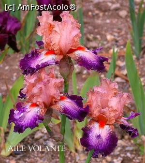 [P12] Iris » foto by mishu <span class="label label-default labelC_thin small">NEVOTABILĂ</span>