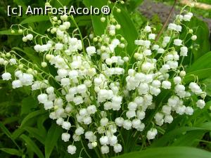 [P13] Lacramioare » foto by mishu <span class="label label-default labelC_thin small">NEVOTABILĂ</span>