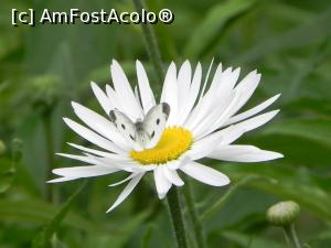 [P14] Margareta » foto by mishu <span class="label label-default labelC_thin small">NEVOTABILĂ</span>