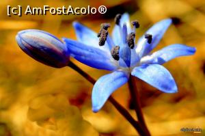 [P18] Viorea » foto by mishu <span class="label label-default labelC_thin small">NEVOTABILĂ</span>