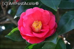 [P04] Camelie » foto by mishu <span class="label label-default labelC_thin small">NEVOTABILĂ</span>