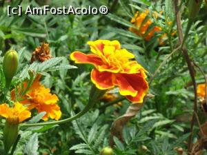 [P05] Craita » foto by mishu <span class="label label-default labelC_thin small">NEVOTABILĂ</span>