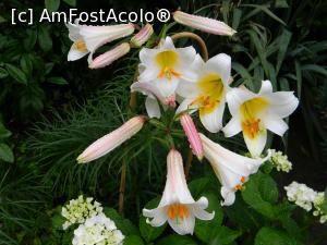 [P06] Crin » foto by mishu <span class="label label-default labelC_thin small">NEVOTABILĂ</span>