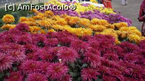 [P07] Crizanteme » foto by mishu <span class="label label-default labelC_thin small">NEVOTABILĂ</span>