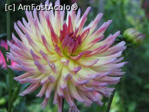 [P08] Dalie » foto by mishu <span class="label label-default labelC_thin small">NEVOTABILĂ</span>