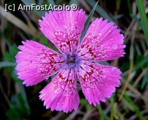 [P09] Garofita » foto by mishu <span class="label label-default labelC_thin small">NEVOTABILĂ</span>