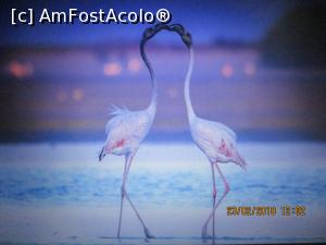 [P05] Preluată de pe net.  » foto by elviramvio <span class="label label-default labelC_thin small">NEVOTABILĂ</span>