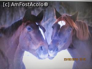 [P06] Preluată de pe net.  » foto by elviramvio <span class="label label-default labelC_thin small">NEVOTABILĂ</span>