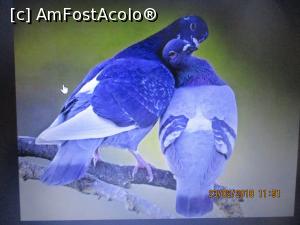 [P08] Preluată de pe net.  » foto by elviramvio <span class="label label-default labelC_thin small">NEVOTABILĂ</span>