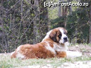[P09] Daca vede ca nu suntem un pericol pentru el, se aseaza sa se odihneasca.  » foto by liviu49
 - 
<span class="allrVoted glyphicon glyphicon-heart hidden" id="av681513"></span>
<a class="m-l-10 hidden" id="sv681513" onclick="voting_Foto_DelVot(,681513,8128)" role="button">șterge vot <span class="glyphicon glyphicon-remove"></span></a>
<a id="v9681513" class=" c-red"  onclick="voting_Foto_SetVot(681513)" role="button"><span class="glyphicon glyphicon-heart-empty"></span> <b>LIKE</b> = Votează poza</a> <img class="hidden"  id="f681513W9" src="/imagini/loader.gif" border="0" /><span class="AjErrMes hidden" id="e681513ErM"></span>