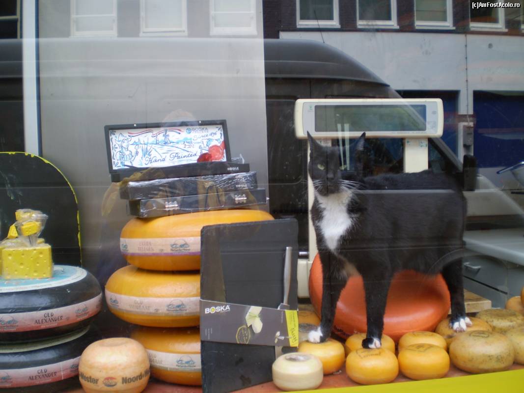 [P12] In Amsterdam, în vitrina unui magazin de brânzeturi, această pisică își aștepta stăpînul să deschidă magazinul.  » foto by Mihai18*
 - 
<span class="allrVoted glyphicon glyphicon-heart hidden" id="av657880"></span>
<a class="m-l-10 hidden" id="sv657880" onclick="voting_Foto_DelVot(,657880,8128)" role="button">șterge vot <span class="glyphicon glyphicon-remove"></span></a>
<a id="v9657880" class=" c-red"  onclick="voting_Foto_SetVot(657880)" role="button"><span class="glyphicon glyphicon-heart-empty"></span> <b>LIKE</b> = Votează poza</a> <img class="hidden"  id="f657880W9" src="/imagini/loader.gif" border="0" /><span class="AjErrMes hidden" id="e657880ErM"></span>