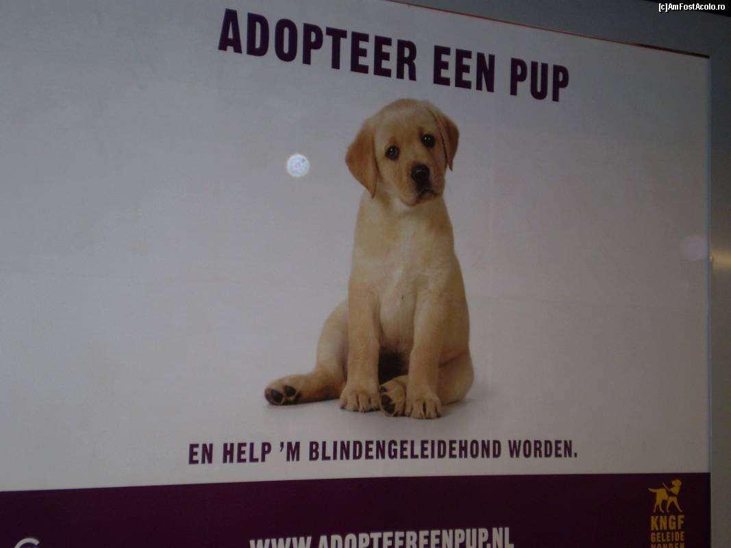[P13] Într-o stație de metrou din Amsterdam, prin acest bener oamenii sunt îndemnați să adopte animale fără stăpân. M-a impresionat privirea tristă a acestui cățel frumos.  » foto by Mihai18*
 - 
<span class="allrVoted glyphicon glyphicon-heart hidden" id="av657881"></span>
<a class="m-l-10 hidden" id="sv657881" onclick="voting_Foto_DelVot(,657881,8128)" role="button">șterge vot <span class="glyphicon glyphicon-remove"></span></a>
<a id="v9657881" class=" c-red"  onclick="voting_Foto_SetVot(657881)" role="button"><span class="glyphicon glyphicon-heart-empty"></span> <b>LIKE</b> = Votează poza</a> <img class="hidden"  id="f657881W9" src="/imagini/loader.gif" border="0" /><span class="AjErrMes hidden" id="e657881ErM"></span>