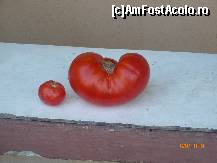 [P15] mai tineti minte gustul unei rosii adevarate? Cea din imagine avea aproape 1 kg si e din gradina bunicii, bineinteles » foto by deliutza27
 - 
<span class="allrVoted glyphicon glyphicon-heart hidden" id="av152286"></span>
<a class="m-l-10 hidden" id="sv152286" onclick="voting_Foto_DelVot(,152286,8128)" role="button">șterge vot <span class="glyphicon glyphicon-remove"></span></a>
<a id="v9152286" class=" c-red"  onclick="voting_Foto_SetVot(152286)" role="button"><span class="glyphicon glyphicon-heart-empty"></span> <b>LIKE</b> = Votează poza</a> <img class="hidden"  id="f152286W9" src="/imagini/loader.gif" border="0" /><span class="AjErrMes hidden" id="e152286ErM"></span>