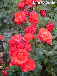 [P01] Un buchet de trandafiri pentru scumpele noastre MAME! » foto by ninaa
 - 
<span class="allrVoted glyphicon glyphicon-heart hidden" id="av188269"></span>
<a class="m-l-10 hidden" id="sv188269" onclick="voting_Foto_DelVot(,188269,8128)" role="button">șterge vot <span class="glyphicon glyphicon-remove"></span></a>
<a id="v9188269" class=" c-red"  onclick="voting_Foto_SetVot(188269)" role="button"><span class="glyphicon glyphicon-heart-empty"></span> <b>LIKE</b> = Votează poza</a> <img class="hidden"  id="f188269W9" src="/imagini/loader.gif" border="0" /><span class="AjErrMes hidden" id="e188269ErM"></span>