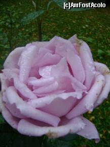 [P03] O floare din inima pentru MAME. » foto by ninaa
 - 
<span class="allrVoted glyphicon glyphicon-heart hidden" id="av188271"></span>
<a class="m-l-10 hidden" id="sv188271" onclick="voting_Foto_DelVot(,188271,8128)" role="button">șterge vot <span class="glyphicon glyphicon-remove"></span></a>
<a id="v9188271" class=" c-red"  onclick="voting_Foto_SetVot(188271)" role="button"><span class="glyphicon glyphicon-heart-empty"></span> <b>LIKE</b> = Votează poza</a> <img class="hidden"  id="f188271W9" src="/imagini/loader.gif" border="0" /><span class="AjErrMes hidden" id="e188271ErM"></span>