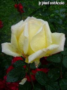 [P04] Lacrimile ploii pentru mame. » foto by ninaa
 - 
<span class="allrVoted glyphicon glyphicon-heart hidden" id="av188272"></span>
<a class="m-l-10 hidden" id="sv188272" onclick="voting_Foto_DelVot(,188272,8128)" role="button">șterge vot <span class="glyphicon glyphicon-remove"></span></a>
<a id="v9188272" class=" c-red"  onclick="voting_Foto_SetVot(188272)" role="button"><span class="glyphicon glyphicon-heart-empty"></span> <b>LIKE</b> = Votează poza</a> <img class="hidden"  id="f188272W9" src="/imagini/loader.gif" border="0" /><span class="AjErrMes hidden" id="e188272ErM"></span>