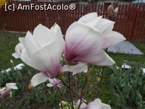 [P23] Flori pentru Maria » foto by mihaelavoicu
 - 
<span class="allrVoted glyphicon glyphicon-heart hidden" id="av931861"></span>
<a class="m-l-10 hidden" id="sv931861" onclick="voting_Foto_DelVot(,931861,8128)" role="button">șterge vot <span class="glyphicon glyphicon-remove"></span></a>
<a id="v9931861" class=" c-red"  onclick="voting_Foto_SetVot(931861)" role="button"><span class="glyphicon glyphicon-heart-empty"></span> <b>LIKE</b> = Votează poza</a> <img class="hidden"  id="f931861W9" src="/imagini/loader.gif" border="0" /><span class="AjErrMes hidden" id="e931861ErM"></span>