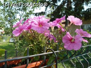 [P07] Iată ce a pregătit Moșul:<p> Flori pentru Maria!  » foto by mihaelavoicu
 - 
<span class="allrVoted glyphicon glyphicon-heart hidden" id="av931840"></span>
<a class="m-l-10 hidden" id="sv931840" onclick="voting_Foto_DelVot(,931840,8128)" role="button">șterge vot <span class="glyphicon glyphicon-remove"></span></a>
<a id="v9931840" class=" c-red"  onclick="voting_Foto_SetVot(931840)" role="button"><span class="glyphicon glyphicon-heart-empty"></span> <b>LIKE</b> = Votează poza</a> <img class="hidden"  id="f931840W9" src="/imagini/loader.gif" border="0" /><span class="AjErrMes hidden" id="e931840ErM"></span>