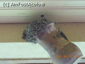 [P11] 29.06.2015. După educația primită, un puișor scoate codița și își face nevoile pe oala mea!  » foto by mihaelavoicu
 - 
<span class="allrVoted glyphicon glyphicon-heart hidden" id="av955712"></span>
<a class="m-l-10 hidden" id="sv955712" onclick="voting_Foto_DelVot(,955712,8128)" role="button">șterge vot <span class="glyphicon glyphicon-remove"></span></a>
<a id="v9955712" class=" c-red"  onclick="voting_Foto_SetVot(955712)" role="button"><span class="glyphicon glyphicon-heart-empty"></span> <b>LIKE</b> = Votează poza</a> <img class="hidden"  id="f955712W9" src="/imagini/loader.gif" border="0" /><span class="AjErrMes hidden" id="e955712ErM"></span>