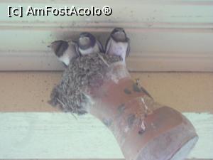 [P13] 09.07.2015 Wow... a venit înapoi! Am avut emoții pentru el.  » foto by mihaelavoicu
 - 
<span class="allrVoted glyphicon glyphicon-heart hidden" id="av955714"></span>
<a class="m-l-10 hidden" id="sv955714" onclick="voting_Foto_DelVot(,955714,8128)" role="button">șterge vot <span class="glyphicon glyphicon-remove"></span></a>
<a id="v9955714" class=" c-red"  onclick="voting_Foto_SetVot(955714)" role="button"><span class="glyphicon glyphicon-heart-empty"></span> <b>LIKE</b> = Votează poza</a> <img class="hidden"  id="f955714W9" src="/imagini/loader.gif" border="0" /><span class="AjErrMes hidden" id="e955714ErM"></span>