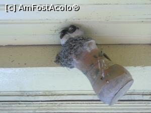 [P14] 13.07.2015 Au mai rămas doi. Vai, ce mi-au făcut oala! Și e veche, e din familie, soacra mea făcea lapte bătut în ea.  » foto by mihaelavoicu
 - 
<span class="allrVoted glyphicon glyphicon-heart hidden" id="av955715"></span>
<a class="m-l-10 hidden" id="sv955715" onclick="voting_Foto_DelVot(,955715,8128)" role="button">șterge vot <span class="glyphicon glyphicon-remove"></span></a>
<a id="v9955715" class=" c-red"  onclick="voting_Foto_SetVot(955715)" role="button"><span class="glyphicon glyphicon-heart-empty"></span> <b>LIKE</b> = Votează poza</a> <img class="hidden"  id="f955715W9" src="/imagini/loader.gif" border="0" /><span class="AjErrMes hidden" id="e955715ErM"></span>