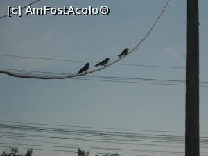 [P16] 13.07.2015. Ultimii doi, stau prin apropiere, pe o sârmă. Lor li s-a alăturat o vrăbiuță. Pe primul plecat, nu l-am mai văzut!  » foto by mihaelavoicu
 - 
<span class="allrVoted glyphicon glyphicon-heart hidden" id="av955717"></span>
<a class="m-l-10 hidden" id="sv955717" onclick="voting_Foto_DelVot(,955717,8128)" role="button">șterge vot <span class="glyphicon glyphicon-remove"></span></a>
<a id="v9955717" class=" c-red"  onclick="voting_Foto_SetVot(955717)" role="button"><span class="glyphicon glyphicon-heart-empty"></span> <b>LIKE</b> = Votează poza</a> <img class="hidden"  id="f955717W9" src="/imagini/loader.gif" border="0" /><span class="AjErrMes hidden" id="e955717ErM"></span>