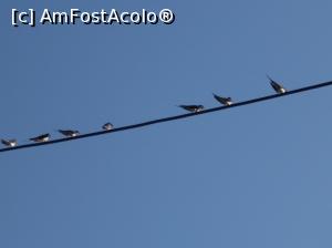 [P17] August 2017. O altă generație se pregătește de zbor spre țările calde. Ce gălăgie făceau!! 
(Data pe aparat este greșit setată) » foto by mihaelavoicu
 - 
<span class="allrVoted glyphicon glyphicon-heart hidden" id="av955718"></span>
<a class="m-l-10 hidden" id="sv955718" onclick="voting_Foto_DelVot(,955718,8128)" role="button">șterge vot <span class="glyphicon glyphicon-remove"></span></a>
<a id="v9955718" class=" c-red"  onclick="voting_Foto_SetVot(955718)" role="button"><span class="glyphicon glyphicon-heart-empty"></span> <b>LIKE</b> = Votează poza</a> <img class="hidden"  id="f955718W9" src="/imagini/loader.gif" border="0" /><span class="AjErrMes hidden" id="e955718ErM"></span>