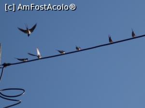 [P18] 11 August 2017 Șeful formației dă ultimile dispoziții. Cum să facă să ajungă/Până-n țările din sud/ Și la anu-n primăvară, / Înapoi, direct la cuib!
(Data pe aparat este greșit setată) » foto by mihaelavoicu
 - 
<span class="allrVoted glyphicon glyphicon-heart hidden" id="av955719"></span>
<a class="m-l-10 hidden" id="sv955719" onclick="voting_Foto_DelVot(,955719,8128)" role="button">șterge vot <span class="glyphicon glyphicon-remove"></span></a>
<a id="v9955719" class=" c-red"  onclick="voting_Foto_SetVot(955719)" role="button"><span class="glyphicon glyphicon-heart-empty"></span> <b>LIKE</b> = Votează poza</a> <img class="hidden"  id="f955719W9" src="/imagini/loader.gif" border="0" /><span class="AjErrMes hidden" id="e955719ErM"></span>