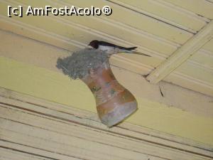 [P04] 17.06.2015 Pe rând, aduc hrană la puișori.  » foto by mihaelavoicu
 - 
<span class="allrVoted glyphicon glyphicon-heart hidden" id="av955705"></span>
<a class="m-l-10 hidden" id="sv955705" onclick="voting_Foto_DelVot(,955705,8128)" role="button">șterge vot <span class="glyphicon glyphicon-remove"></span></a>
<a id="v9955705" class=" c-red"  onclick="voting_Foto_SetVot(955705)" role="button"><span class="glyphicon glyphicon-heart-empty"></span> <b>LIKE</b> = Votează poza</a> <img class="hidden"  id="f955705W9" src="/imagini/loader.gif" border="0" /><span class="AjErrMes hidden" id="e955705ErM"></span>