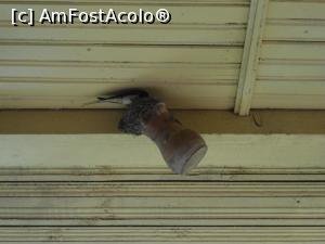 [P05] 19.06.2015 Acolo e gălăgie mare!  » foto by mihaelavoicu
 - 
<span class="allrVoted glyphicon glyphicon-heart hidden" id="av955706"></span>
<a class="m-l-10 hidden" id="sv955706" onclick="voting_Foto_DelVot(,955706,8128)" role="button">șterge vot <span class="glyphicon glyphicon-remove"></span></a>
<a id="v9955706" class=" c-red"  onclick="voting_Foto_SetVot(955706)" role="button"><span class="glyphicon glyphicon-heart-empty"></span> <b>LIKE</b> = Votează poza</a> <img class="hidden"  id="f955706W9" src="/imagini/loader.gif" border="0" /><span class="AjErrMes hidden" id="e955706ErM"></span>