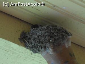 [P06] 04.07.2015 Primul pui scoate capul!  » foto by mihaelavoicu
 - 
<span class="allrVoted glyphicon glyphicon-heart hidden" id="av955707"></span>
<a class="m-l-10 hidden" id="sv955707" onclick="voting_Foto_DelVot(,955707,8128)" role="button">șterge vot <span class="glyphicon glyphicon-remove"></span></a>
<a id="v9955707" class=" c-red"  onclick="voting_Foto_SetVot(955707)" role="button"><span class="glyphicon glyphicon-heart-empty"></span> <b>LIKE</b> = Votează poza</a> <img class="hidden"  id="f955707W9" src="/imagini/loader.gif" border="0" /><span class="AjErrMes hidden" id="e955707ErM"></span>