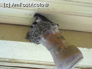 [P07] 08.07.2015 Ședință foto!  » foto by mihaelavoicu
 - 
<span class="allrVoted glyphicon glyphicon-heart hidden" id="av955708"></span>
<a class="m-l-10 hidden" id="sv955708" onclick="voting_Foto_DelVot(,955708,8128)" role="button">șterge vot <span class="glyphicon glyphicon-remove"></span></a>
<a id="v9955708" class=" c-red"  onclick="voting_Foto_SetVot(955708)" role="button"><span class="glyphicon glyphicon-heart-empty"></span> <b>LIKE</b> = Votează poza</a> <img class="hidden"  id="f955708W9" src="/imagini/loader.gif" border="0" /><span class="AjErrMes hidden" id="e955708ErM"></span>