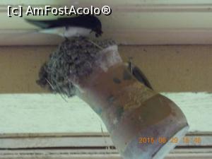 [P09] Am încurcat ordinea! 29.06.2015 Rândunica aduce hrană puișorilor.  » foto by mihaelavoicu
 - 
<span class="allrVoted glyphicon glyphicon-heart hidden" id="av955710"></span>
<a class="m-l-10 hidden" id="sv955710" onclick="voting_Foto_DelVot(,955710,8128)" role="button">șterge vot <span class="glyphicon glyphicon-remove"></span></a>
<a id="v9955710" class=" c-red"  onclick="voting_Foto_SetVot(955710)" role="button"><span class="glyphicon glyphicon-heart-empty"></span> <b>LIKE</b> = Votează poza</a> <img class="hidden"  id="f955710W9" src="/imagini/loader.gif" border="0" /><span class="AjErrMes hidden" id="e955710ErM"></span>