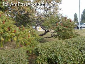 [P11] Spațiu verde, Aeroport Otopeni.  » foto by mihaelavoicu
 - 
<span class="allrVoted glyphicon glyphicon-heart hidden" id="av987982"></span>
<a class="m-l-10 hidden" id="sv987982" onclick="voting_Foto_DelVot(,987982,8128)" role="button">șterge vot <span class="glyphicon glyphicon-remove"></span></a>
<a id="v9987982" class=" c-red"  onclick="voting_Foto_SetVot(987982)" role="button"><span class="glyphicon glyphicon-heart-empty"></span> <b>LIKE</b> = Votează poza</a> <img class="hidden"  id="f987982W9" src="/imagini/loader.gif" border="0" /><span class="AjErrMes hidden" id="e987982ErM"></span>