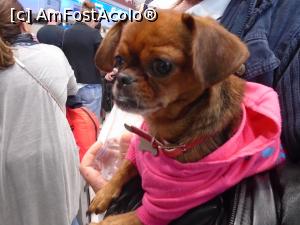 [P14] Unul din ”călători”!  » foto by mihaelavoicu
 - 
<span class="allrVoted glyphicon glyphicon-heart hidden" id="av987987"></span>
<a class="m-l-10 hidden" id="sv987987" onclick="voting_Foto_DelVot(,987987,8128)" role="button">șterge vot <span class="glyphicon glyphicon-remove"></span></a>
<a id="v9987987" class=" c-red"  onclick="voting_Foto_SetVot(987987)" role="button"><span class="glyphicon glyphicon-heart-empty"></span> <b>LIKE</b> = Votează poza</a> <img class="hidden"  id="f987987W9" src="/imagini/loader.gif" border="0" /><span class="AjErrMes hidden" id="e987987ErM"></span>