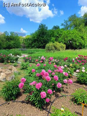 [P18] Varietate de bujor. » foto by tata123 🔱
 - 
<span class="allrVoted glyphicon glyphicon-heart hidden" id="av1366824"></span>
<a class="m-l-10 hidden" id="sv1366824" onclick="voting_Foto_DelVot(,1366824,8128)" role="button">șterge vot <span class="glyphicon glyphicon-remove"></span></a>
<a id="v91366824" class=" c-red"  onclick="voting_Foto_SetVot(1366824)" role="button"><span class="glyphicon glyphicon-heart-empty"></span> <b>LIKE</b> = Votează poza</a> <img class="hidden"  id="f1366824W9" src="/imagini/loader.gif" border="0" /><span class="AjErrMes hidden" id="e1366824ErM"></span>