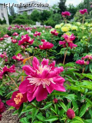 [P19] Varietate de bujor. » foto by tata123 🔱
 - 
<span class="allrVoted glyphicon glyphicon-heart hidden" id="av1366825"></span>
<a class="m-l-10 hidden" id="sv1366825" onclick="voting_Foto_DelVot(,1366825,8128)" role="button">șterge vot <span class="glyphicon glyphicon-remove"></span></a>
<a id="v91366825" class=" c-red"  onclick="voting_Foto_SetVot(1366825)" role="button"><span class="glyphicon glyphicon-heart-empty"></span> <b>LIKE</b> = Votează poza</a> <img class="hidden"  id="f1366825W9" src="/imagini/loader.gif" border="0" /><span class="AjErrMes hidden" id="e1366825ErM"></span>