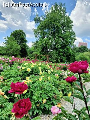 [P20] Varietate de bujor. » foto by tata123 🔱
 - 
<span class="allrVoted glyphicon glyphicon-heart hidden" id="av1366826"></span>
<a class="m-l-10 hidden" id="sv1366826" onclick="voting_Foto_DelVot(,1366826,8128)" role="button">șterge vot <span class="glyphicon glyphicon-remove"></span></a>
<a id="v91366826" class=" c-red"  onclick="voting_Foto_SetVot(1366826)" role="button"><span class="glyphicon glyphicon-heart-empty"></span> <b>LIKE</b> = Votează poza</a> <img class="hidden"  id="f1366826W9" src="/imagini/loader.gif" border="0" /><span class="AjErrMes hidden" id="e1366826ErM"></span>