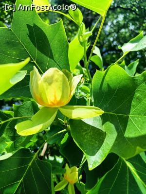 [P21] Floarea arborelui lalea. » foto by tata123 🔱
 - 
<span class="allrVoted glyphicon glyphicon-heart hidden" id="av1366827"></span>
<a class="m-l-10 hidden" id="sv1366827" onclick="voting_Foto_DelVot(,1366827,8128)" role="button">șterge vot <span class="glyphicon glyphicon-remove"></span></a>
<a id="v91366827" class=" c-red"  onclick="voting_Foto_SetVot(1366827)" role="button"><span class="glyphicon glyphicon-heart-empty"></span> <b>LIKE</b> = Votează poza</a> <img class="hidden"  id="f1366827W9" src="/imagini/loader.gif" border="0" /><span class="AjErrMes hidden" id="e1366827ErM"></span>