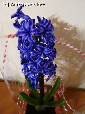 [P07] Zambilele - florile primăverii.  » foto by tata123 🔱
 - 
<span class="allrVoted glyphicon glyphicon-heart hidden" id="av1057575"></span>
<a class="m-l-10 hidden" id="sv1057575" onclick="voting_Foto_DelVot(,1057575,8128)" role="button">șterge vot <span class="glyphicon glyphicon-remove"></span></a>
<a id="v91057575" class=" c-red"  onclick="voting_Foto_SetVot(1057575)" role="button"><span class="glyphicon glyphicon-heart-empty"></span> <b>LIKE</b> = Votează poza</a> <img class="hidden"  id="f1057575W9" src="/imagini/loader.gif" border="0" /><span class="AjErrMes hidden" id="e1057575ErM"></span>